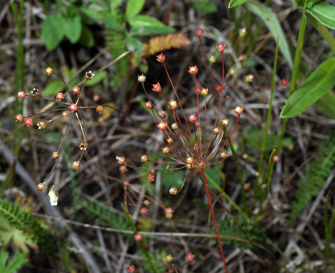 Image of Androsace septentrionalis specimen.