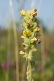 Verbascum thapsus