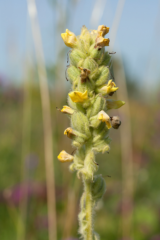 Изображение особи Verbascum thapsus.