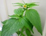 View full-size image Galinsoga parviflora