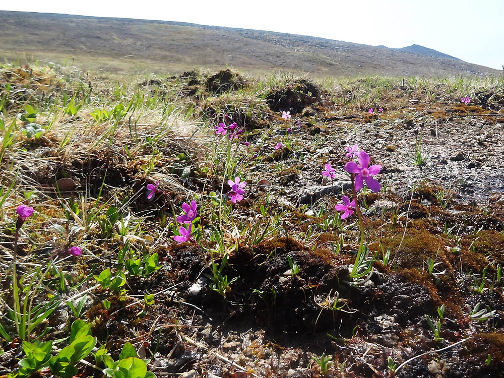 Image of Primula beringensis specimen.