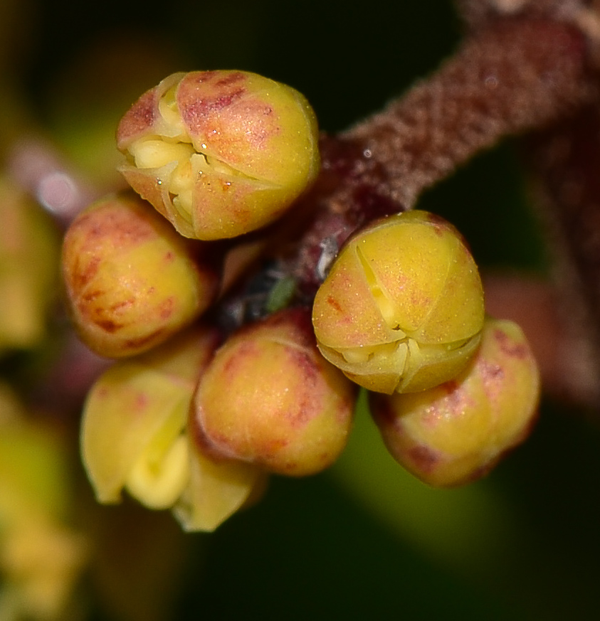 Image of Heptapleurum arboricola specimen.