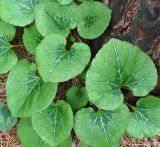 Смотреть изображение Cyclamen persicum