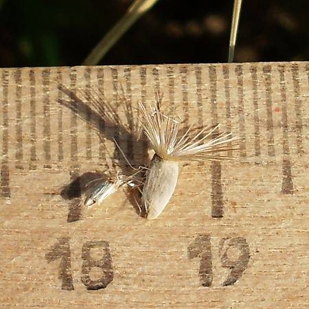 Image of Centaurea adpressa specimen.