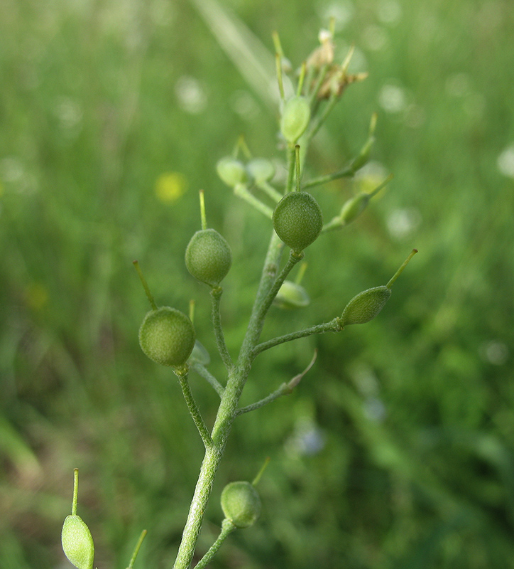 Image of Alyssum gmelinii specimen.