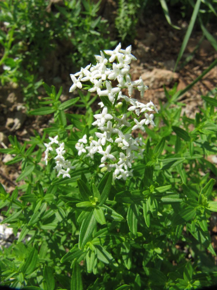 Image of Galium boreale specimen.