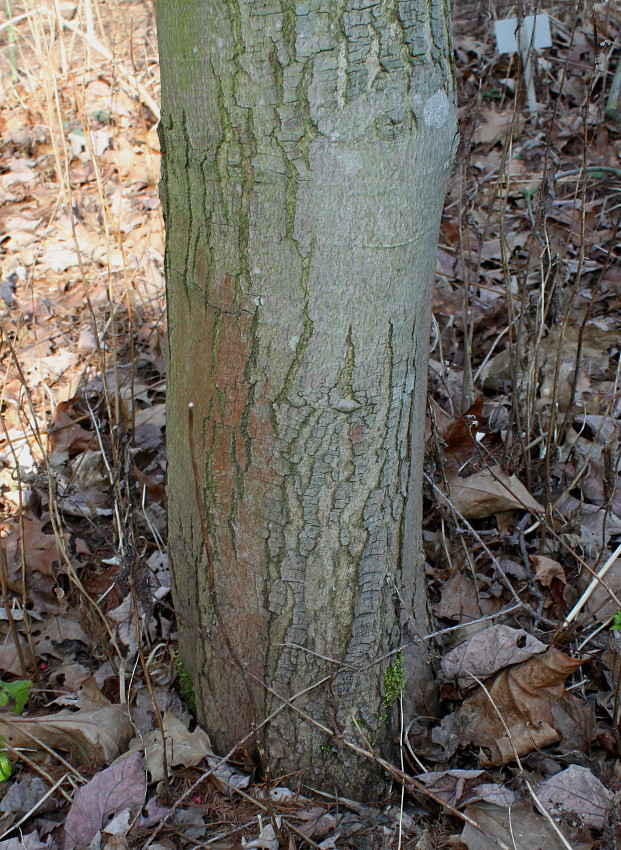 Image of Acer rubrum specimen.