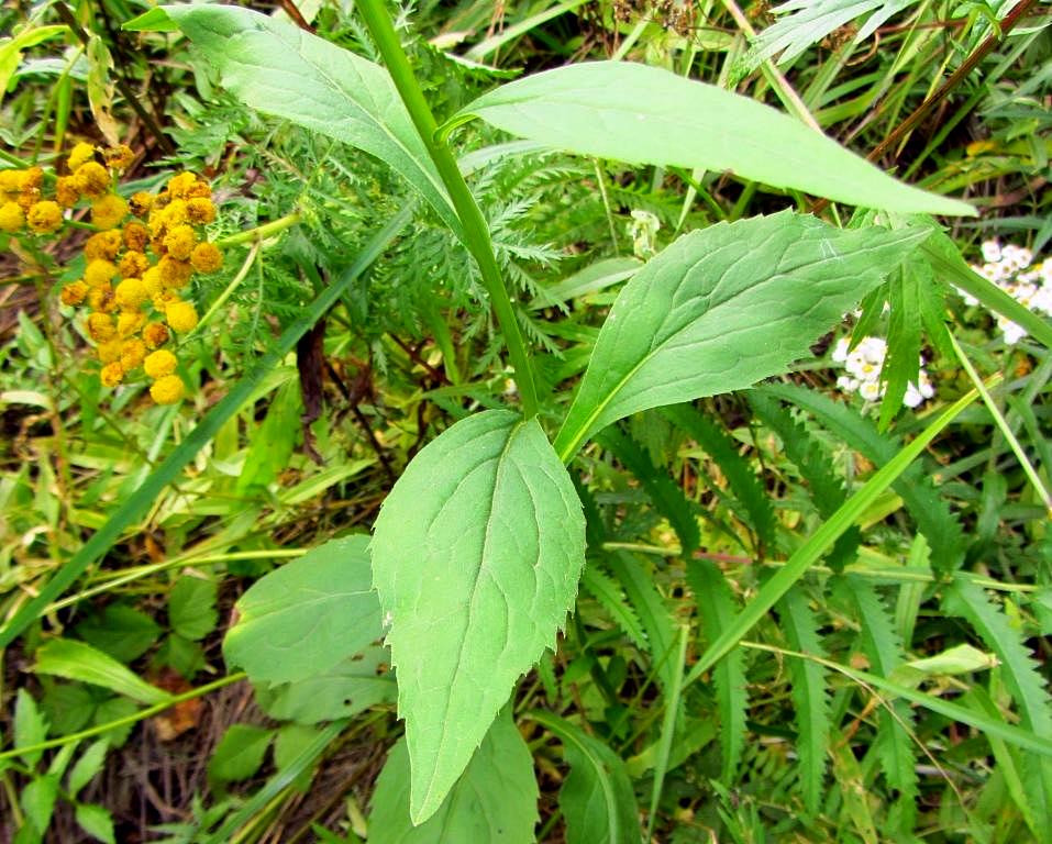 Image of Solidago virgaurea ssp. dahurica specimen.