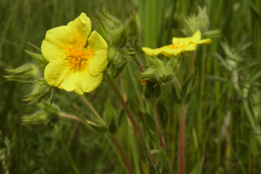 Image of Potentilla recta ssp. pilosa specimen.