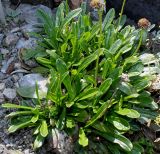 Globularia nudicaulis. Отцветшие растения. Германия, г. Дюссельдорф, Ботанический сад университета. 04.05.2014.