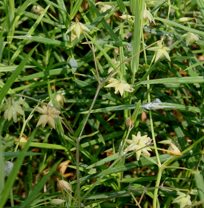 Image of Stellaria holostea specimen.