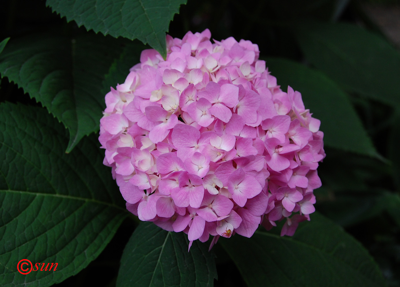 Image of Hydrangea macrophylla specimen.