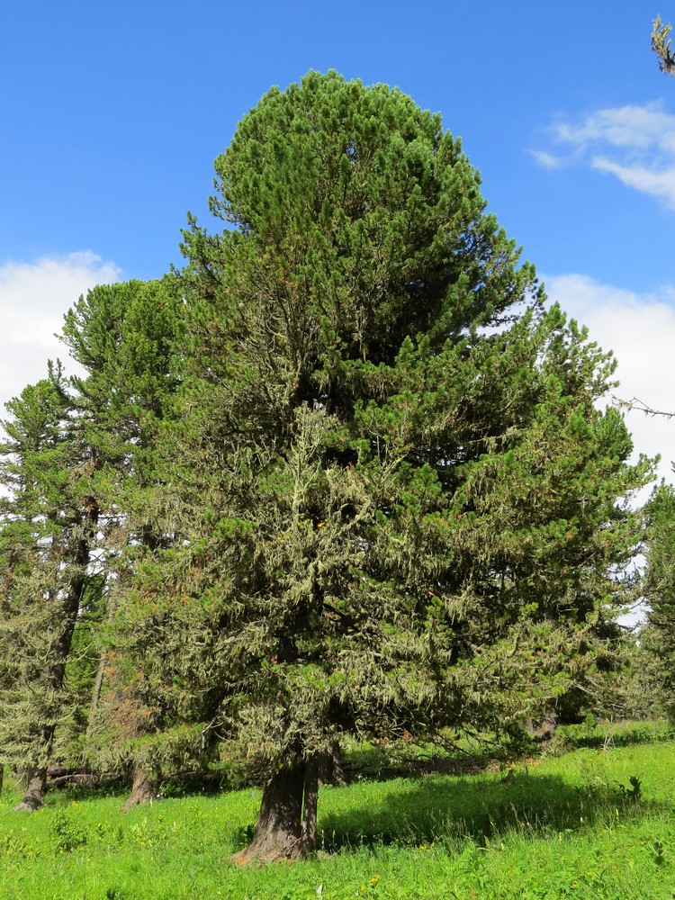 Изображение особи Pinus sibirica.