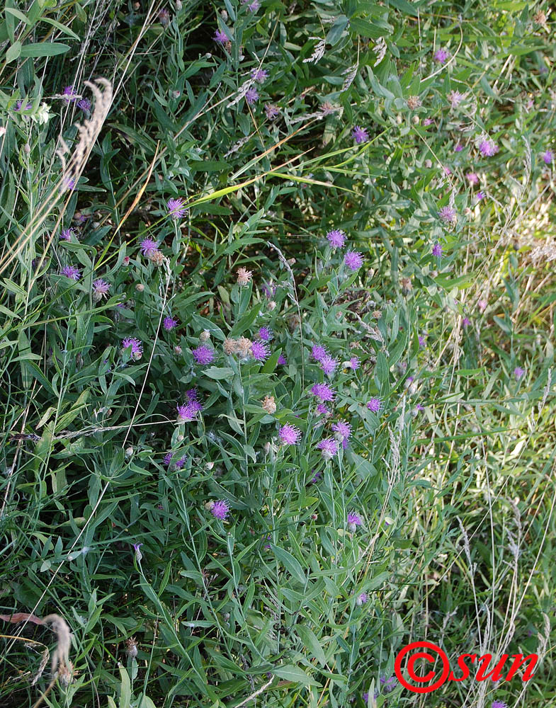 Image of Acroptilon repens specimen.