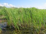 Typha angustifolia