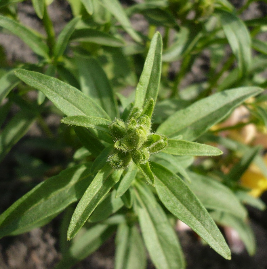 Изображение особи Antirrhinum majus.