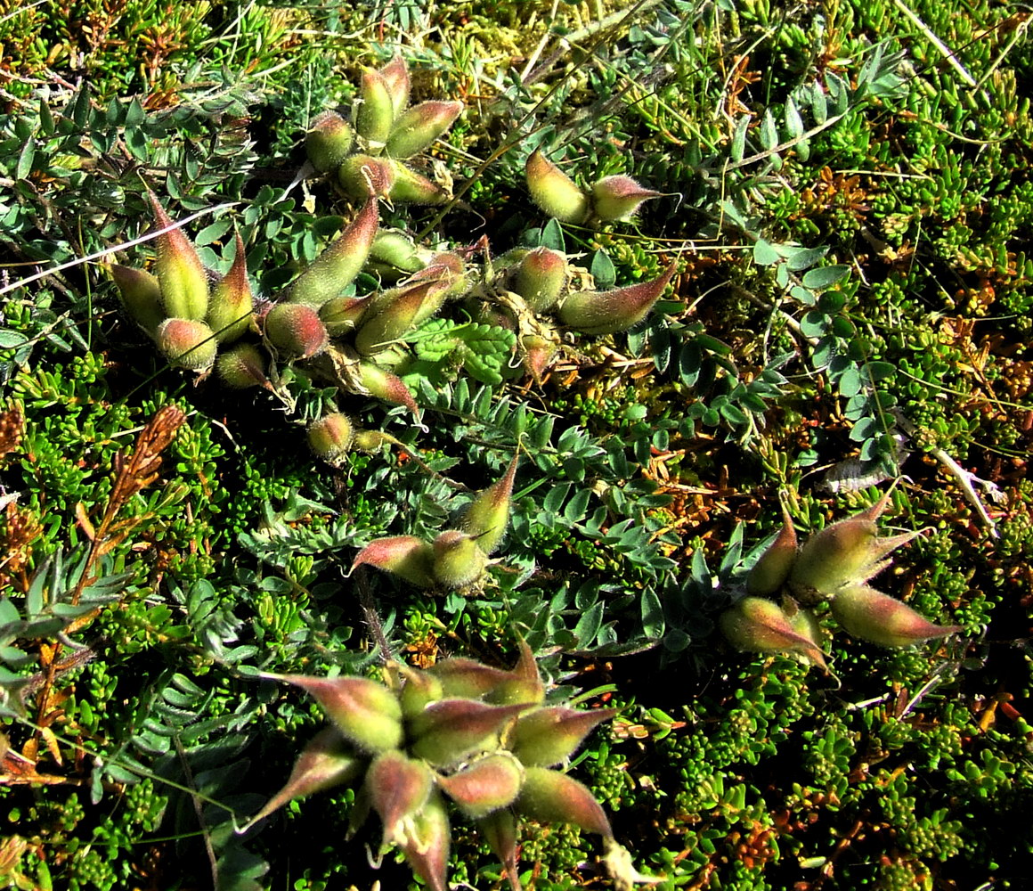 Изображение особи Oxytropis sordida.