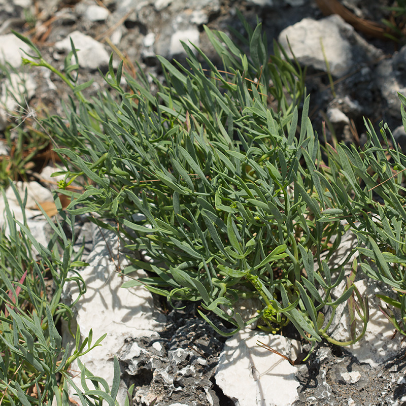 Image of Crithmum maritimum specimen.