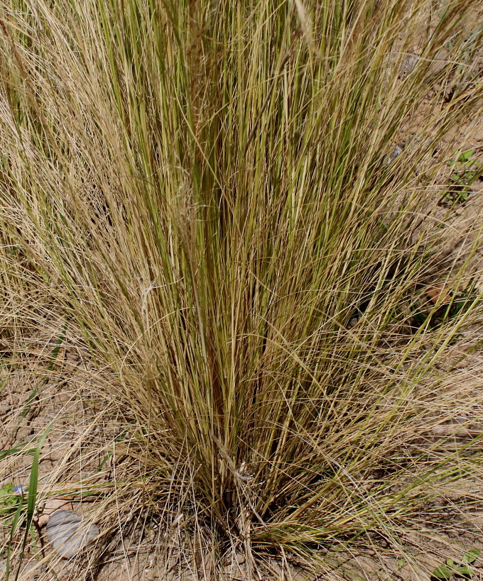 Image of Nassella tenuissima specimen.