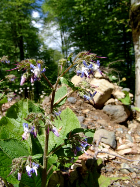 Изображение особи Trachystemon orientalis.