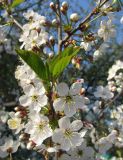 Смотреть изображение Cerasus vulgaris