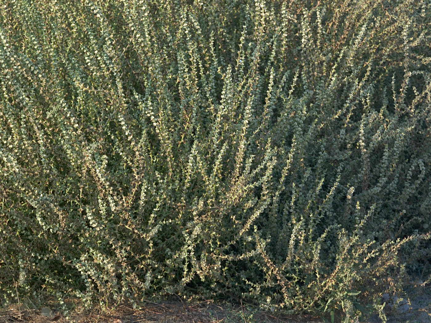 Image of Salsola tragus specimen.