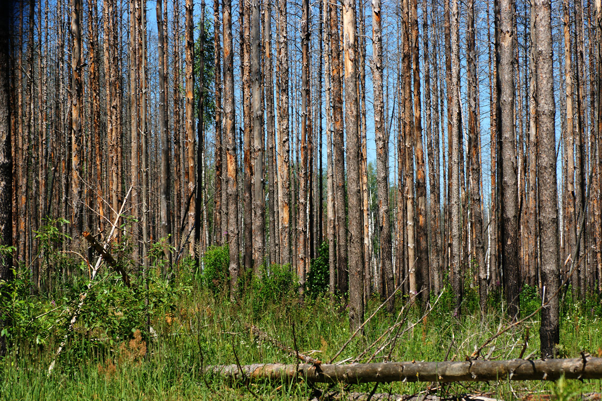 Image of Pinus sylvestris specimen.