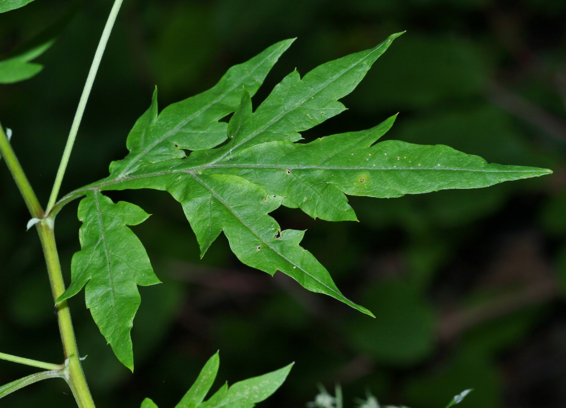 Image of Artemisia sylvatica specimen.