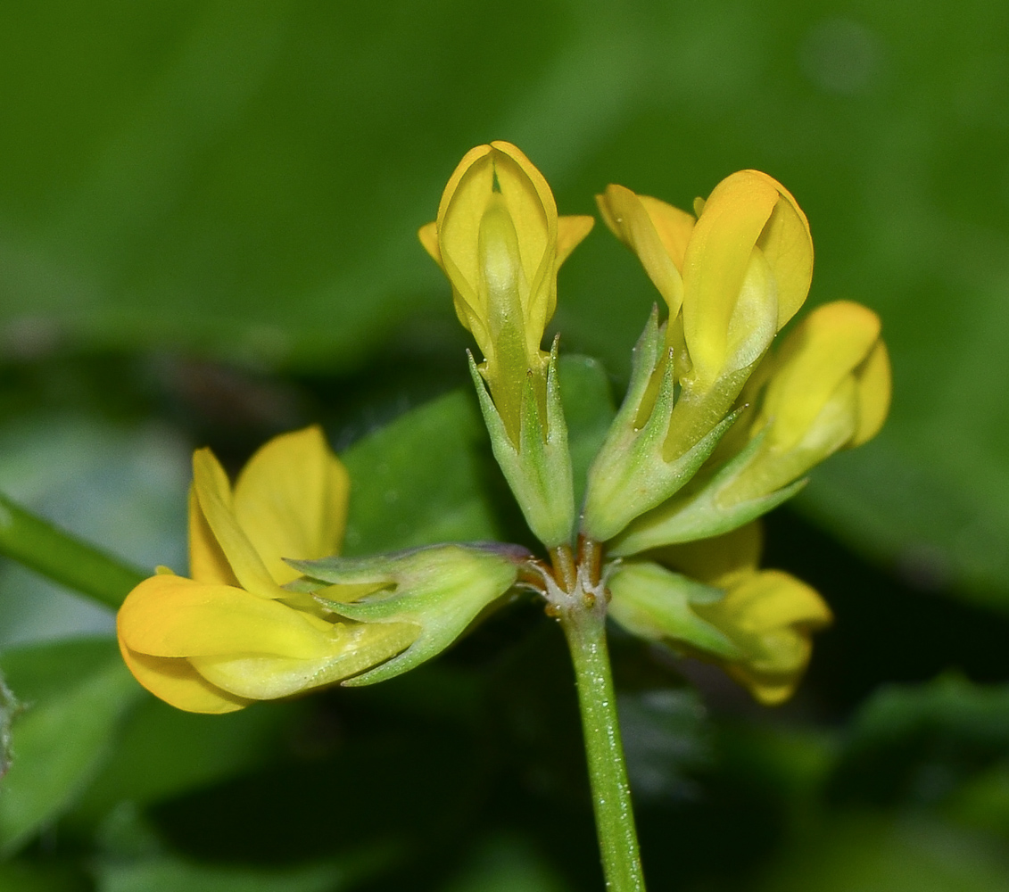 Изображение особи Hippocrepis multisiliquosa.