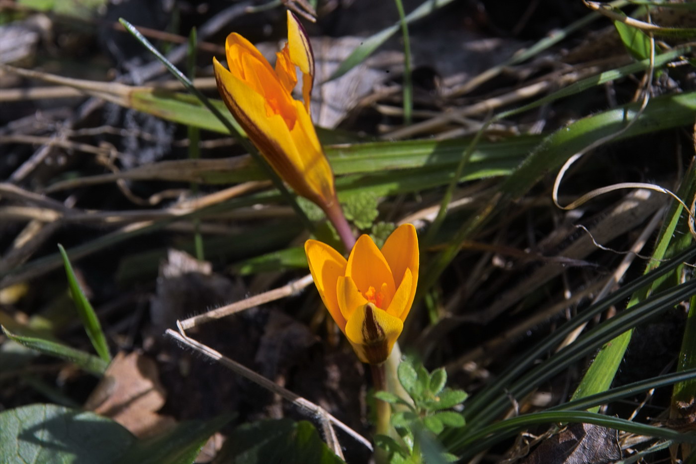 Изображение особи Crocus angustifolius.