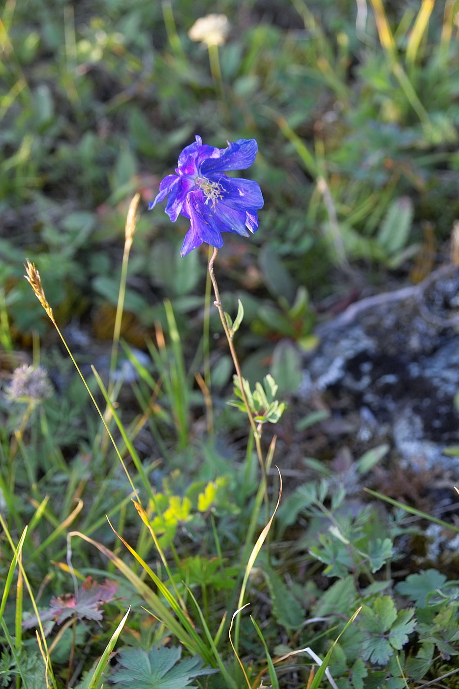 Image of Aquilegia glandulosa specimen.