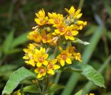 Lysimachia vulgaris. Верхушка цветущего растения. Московская обл., Раменский р-н, окр. ж.-д. платформы Хрипань, просека под ЛЭП. 22.07.2016.