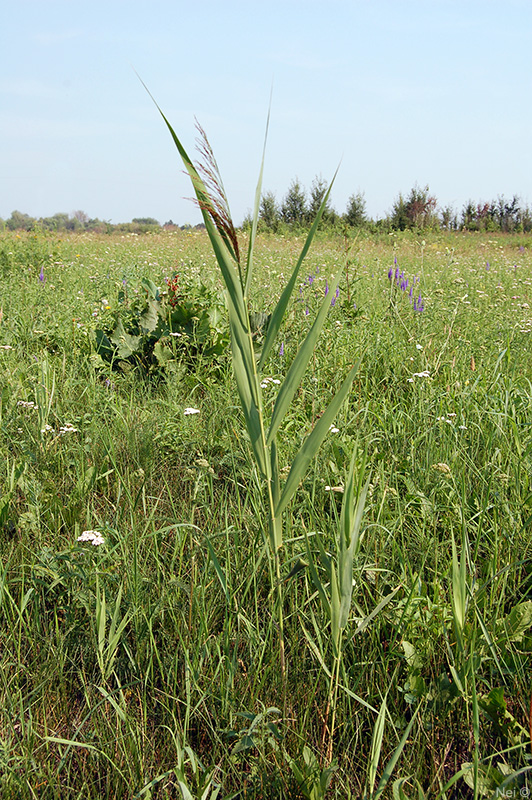 Изображение особи Phragmites australis.