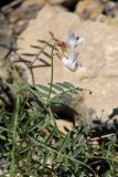 Vicia kokanica