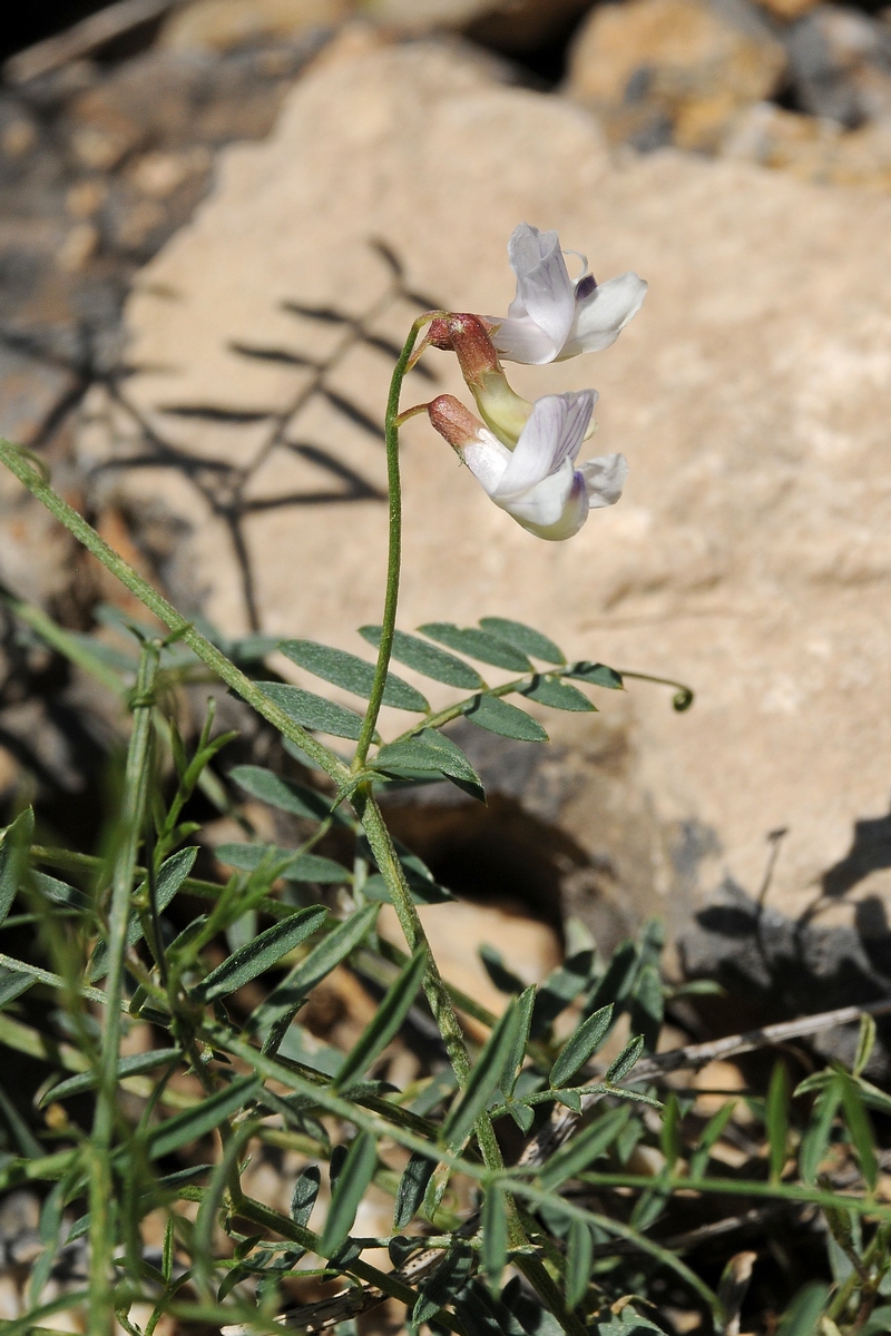 Image of Vicia kokanica specimen.