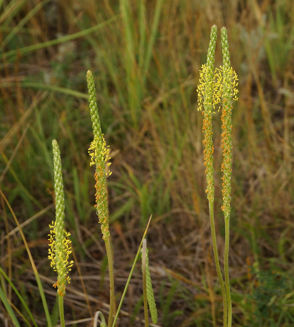 Image of Plantago salsa specimen.