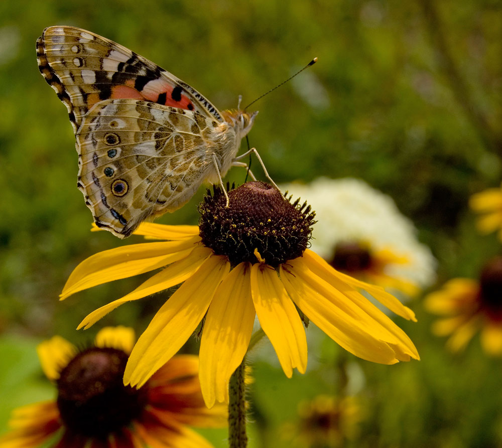 Image of Rudbeckia hirta specimen.