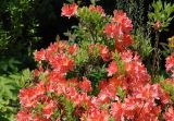 Rhododendron molle подвид japonicum. Верхушки побегов с соцветиями. Москва, ботанический сад МГУ \"Аптекарский огород\". 05.06.2009.