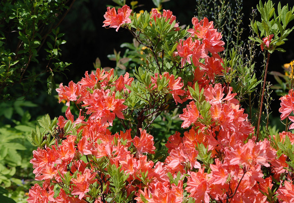 Image of Rhododendron molle ssp. japonicum specimen.