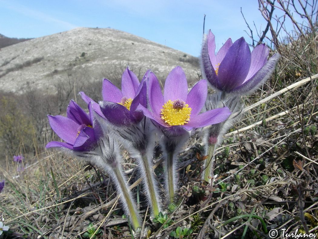 Изображение особи Pulsatilla taurica.