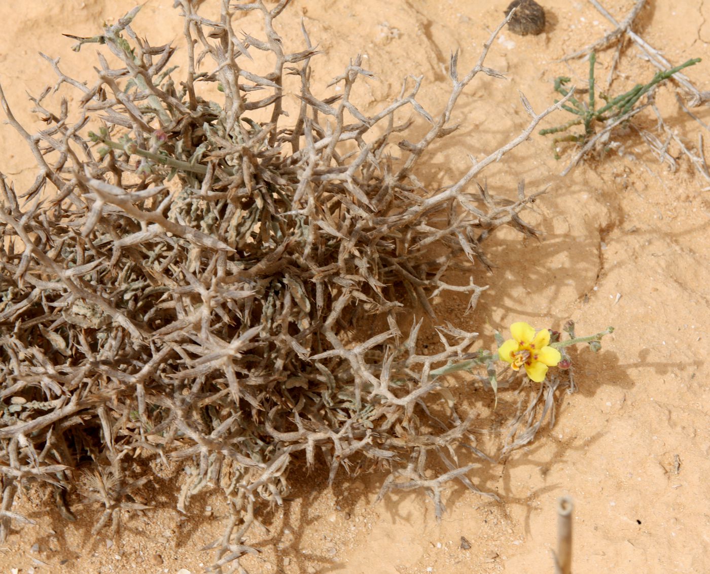 Изображение особи Verbascum letourneuxii.