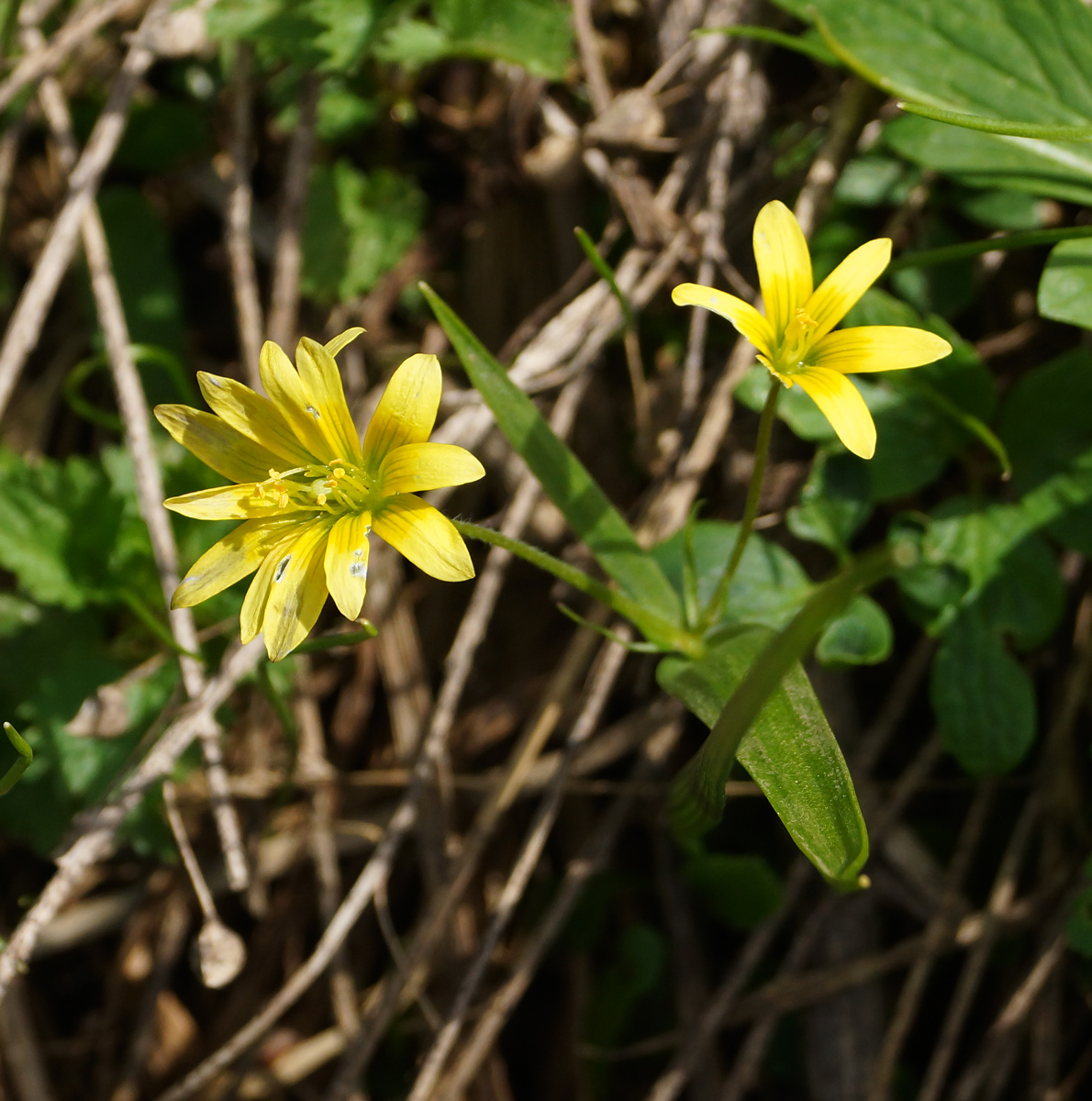 Image of genus Gagea specimen.