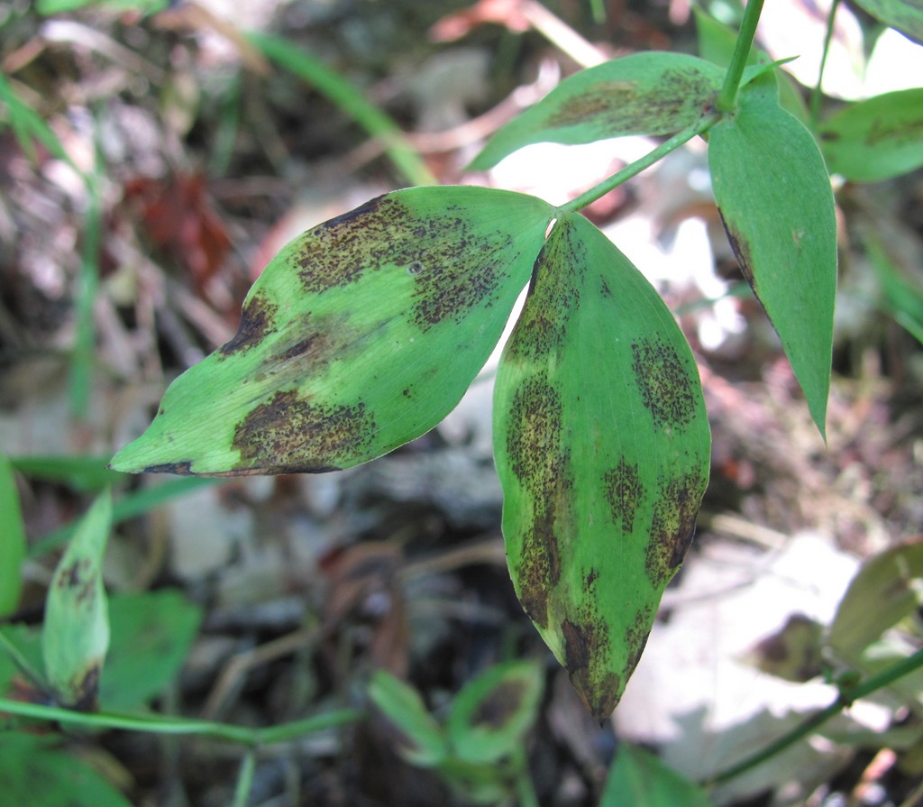 Изображение особи Lathyrus laxiflorus.