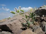Cerastium lithospermifolium