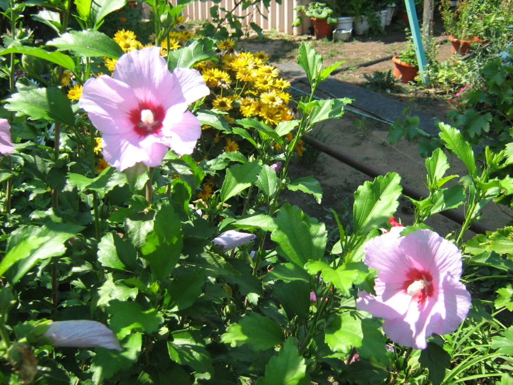 Изображение особи Hibiscus syriacus.