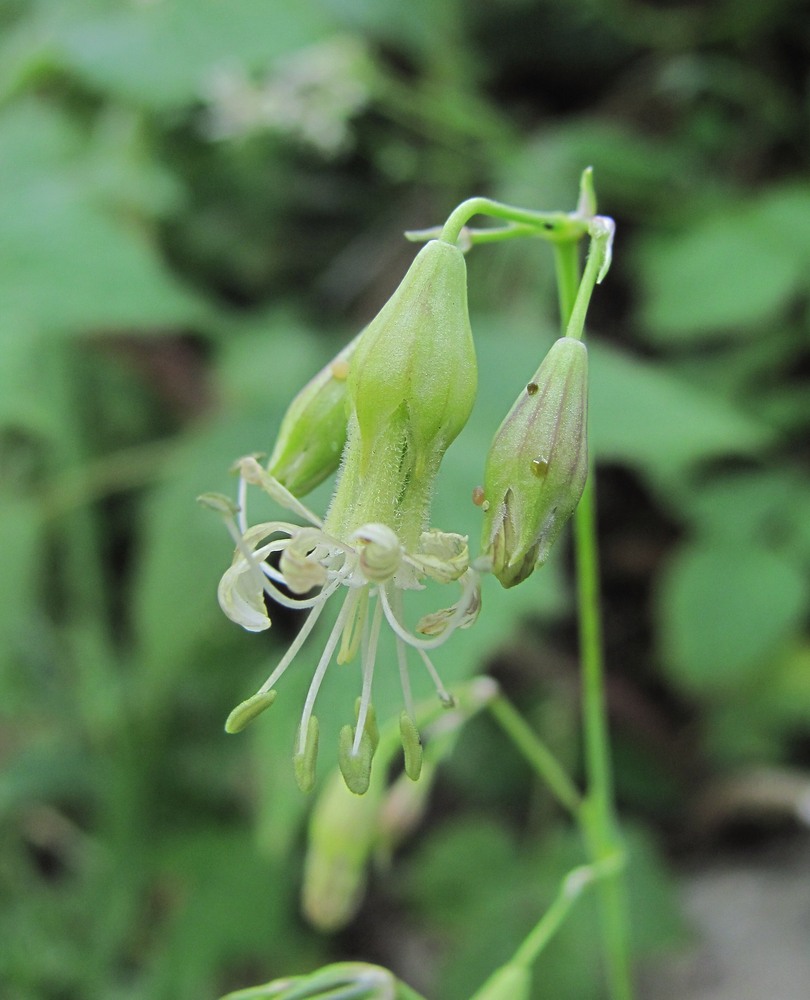 Изображение особи Silene saxatilis.