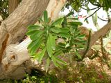 Euphorbia neriifolia. Молодые побеги на старой ветви. Израиль, впадина Мертвого моря, киббуц Эйн-Геди. 26.04.2017.