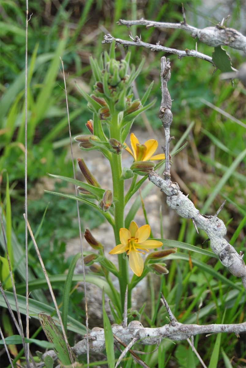 Изображение особи Wachendorfia paniculata.