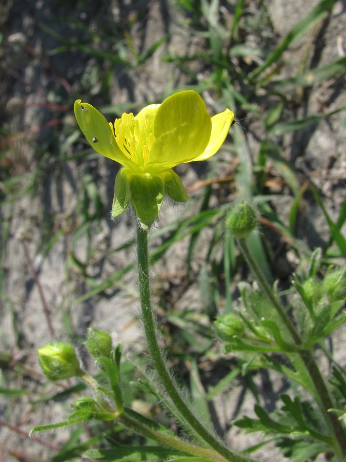 Изображение особи Ranunculus oxyspermus.