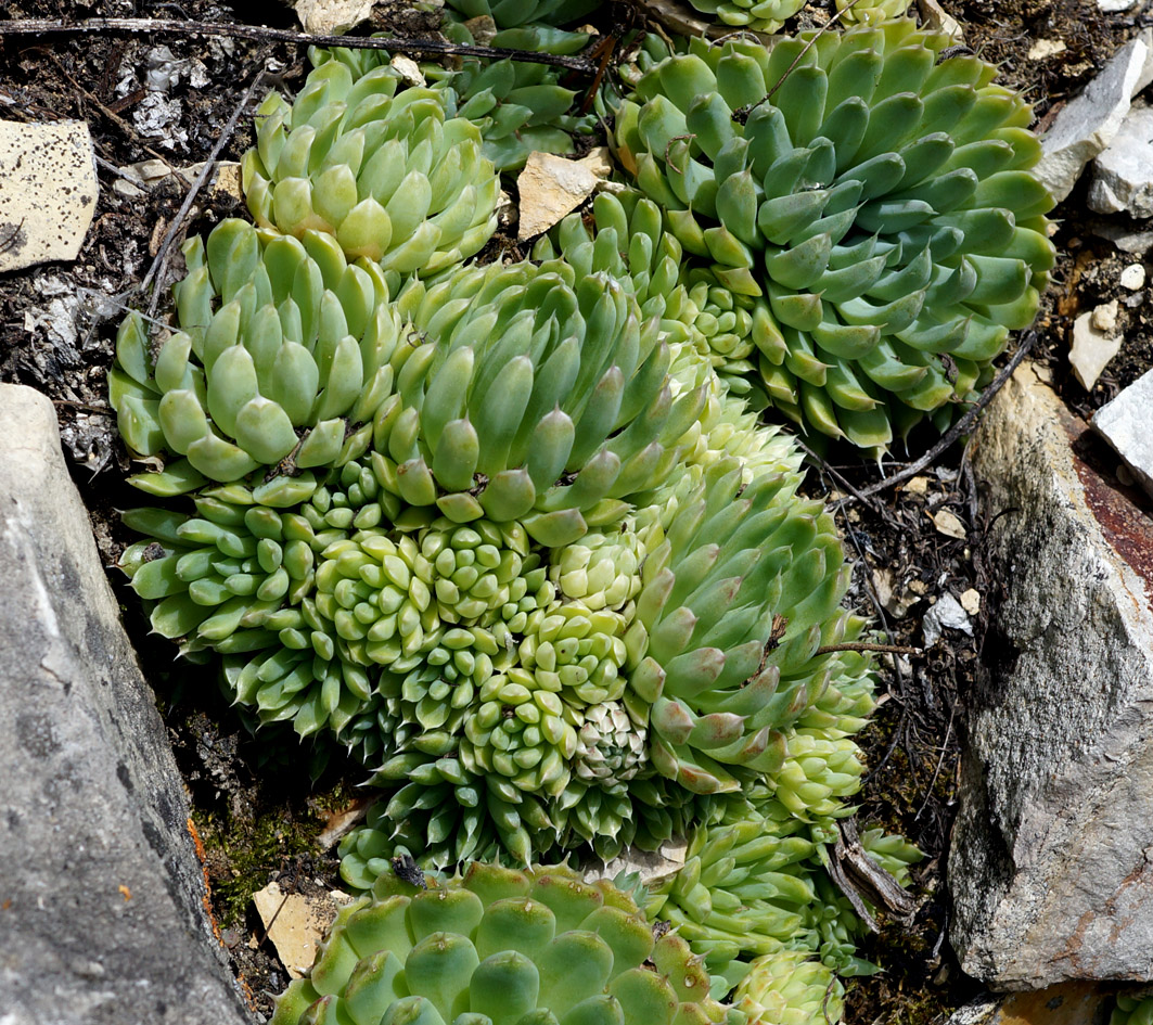 Изображение особи Orostachys spinosa.